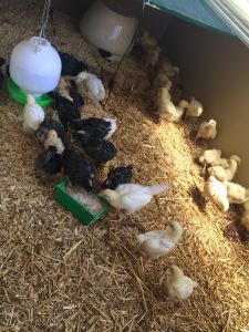 Meat and egg chicks growing up together