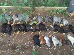 Chicken masacre by foxes