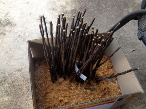 Grafting rootstock