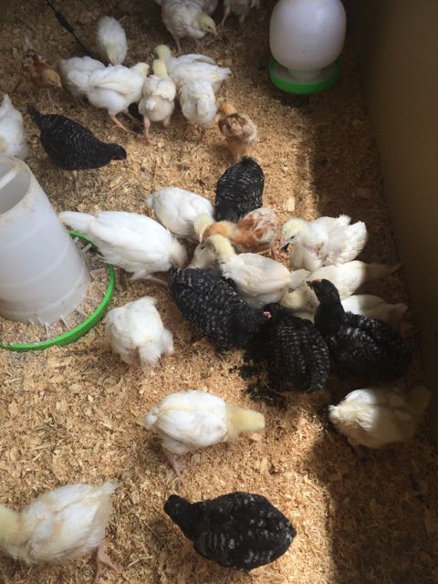 5 week old chicks snacking on Azolla. They love it!