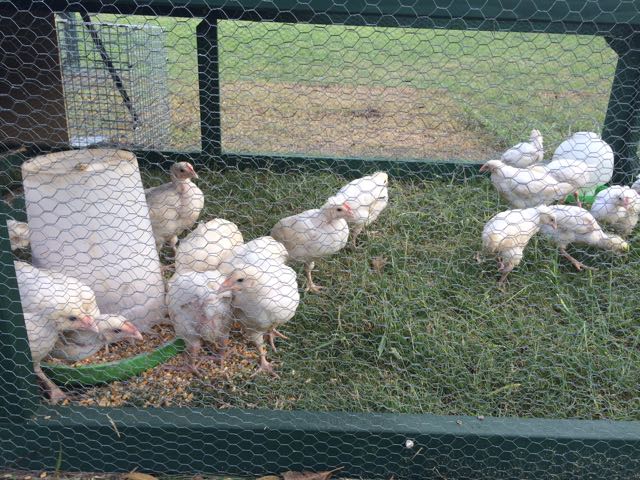 Chicken - 6 week old meat bird