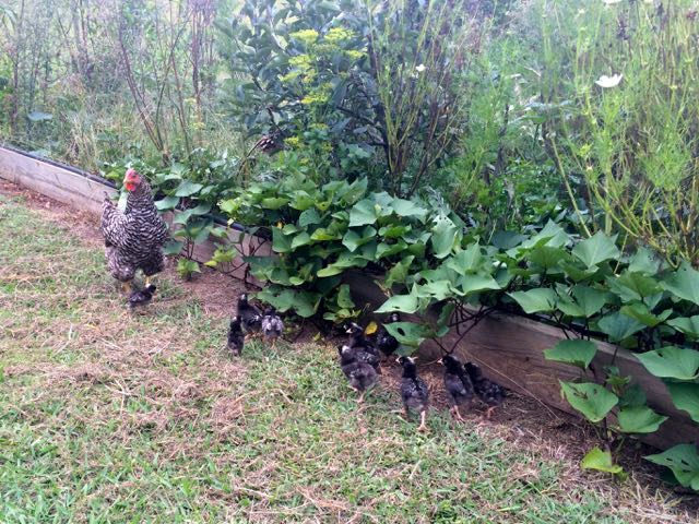 Hen and chicks free range