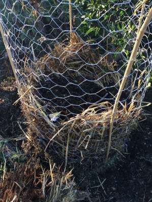 Wire basket with mulch base and rotten straw lining.