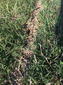 A trail of meat ants has trodden this path in only 2 days!