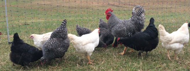 Chickens on pasture